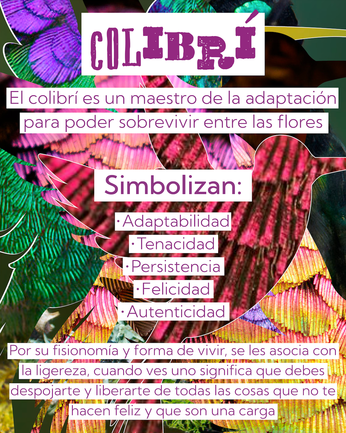 Colibrí | Aves de Poder